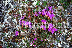 Lapland Rosebay blooms in the Arctic summer