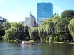 Swanboats in the Boston Public Garden